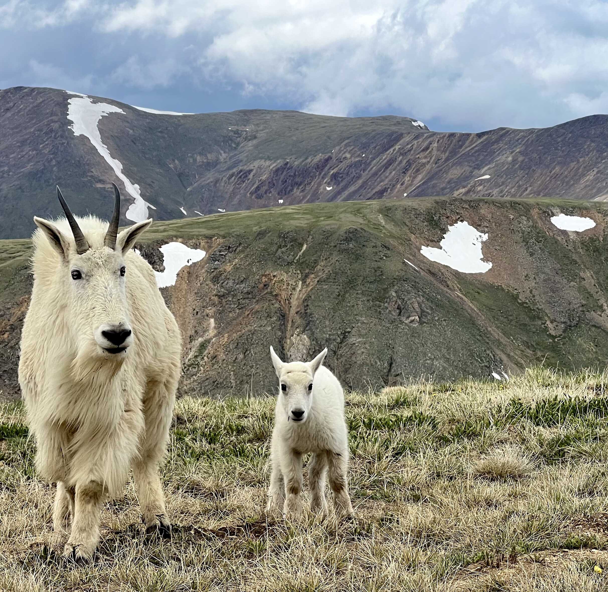  look at that adorable baby goat! 