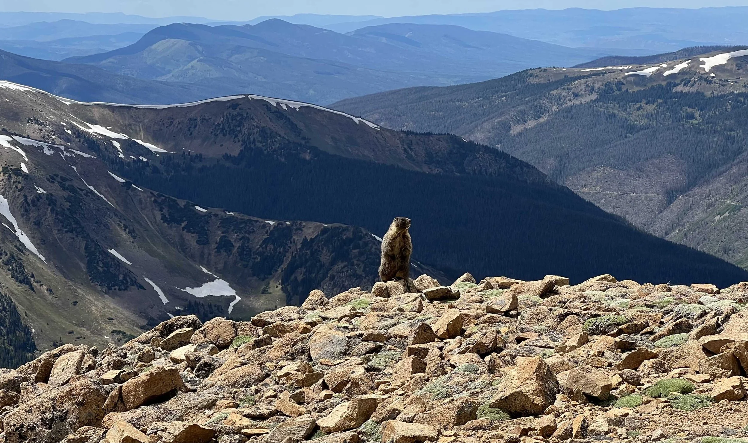  this marmot was adorable 