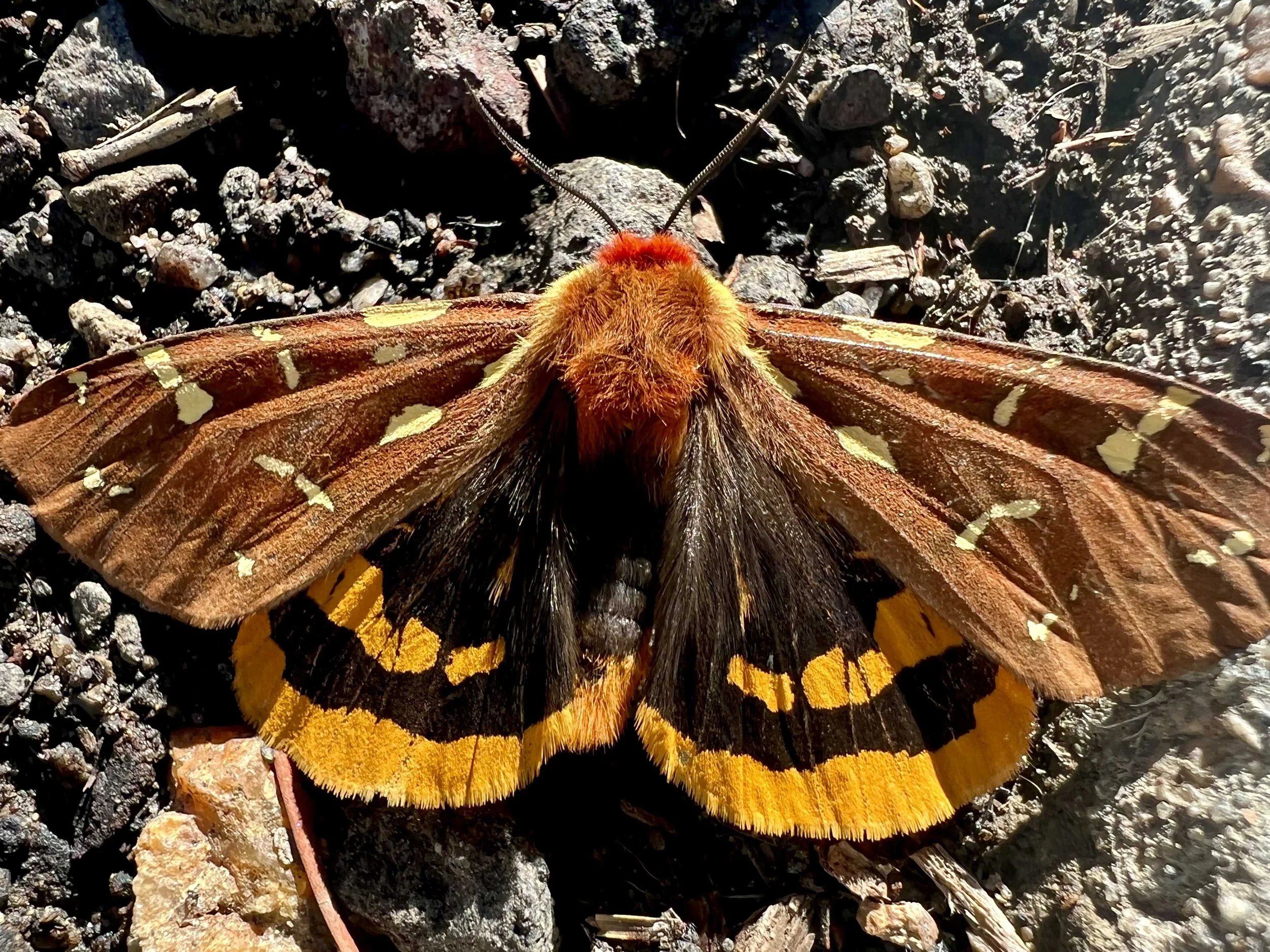  technically this wasn’t on the trail - it was taken at Mystic Mountain Mushroom- but I thought the moth was lovely 