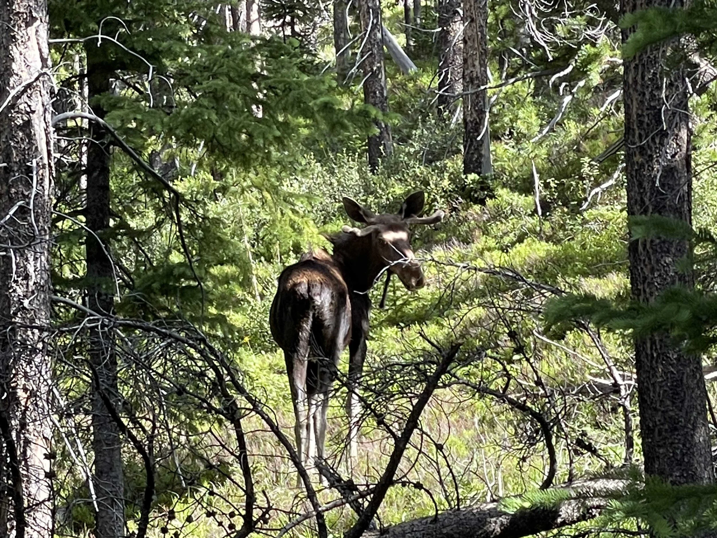  Nick saw a juvenile moose on the trail this morning, but it ran off before I got there 