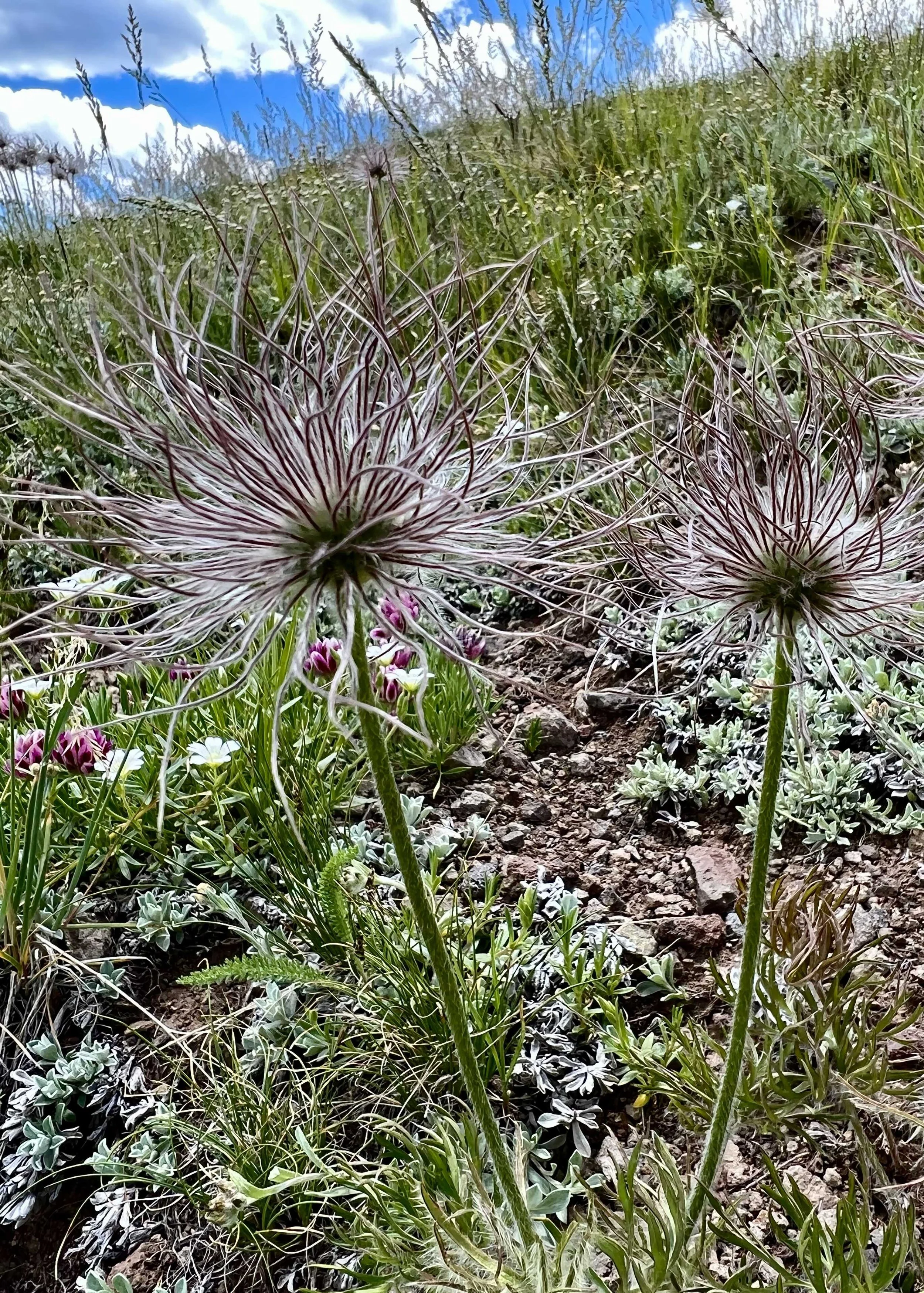  crazy flowers 