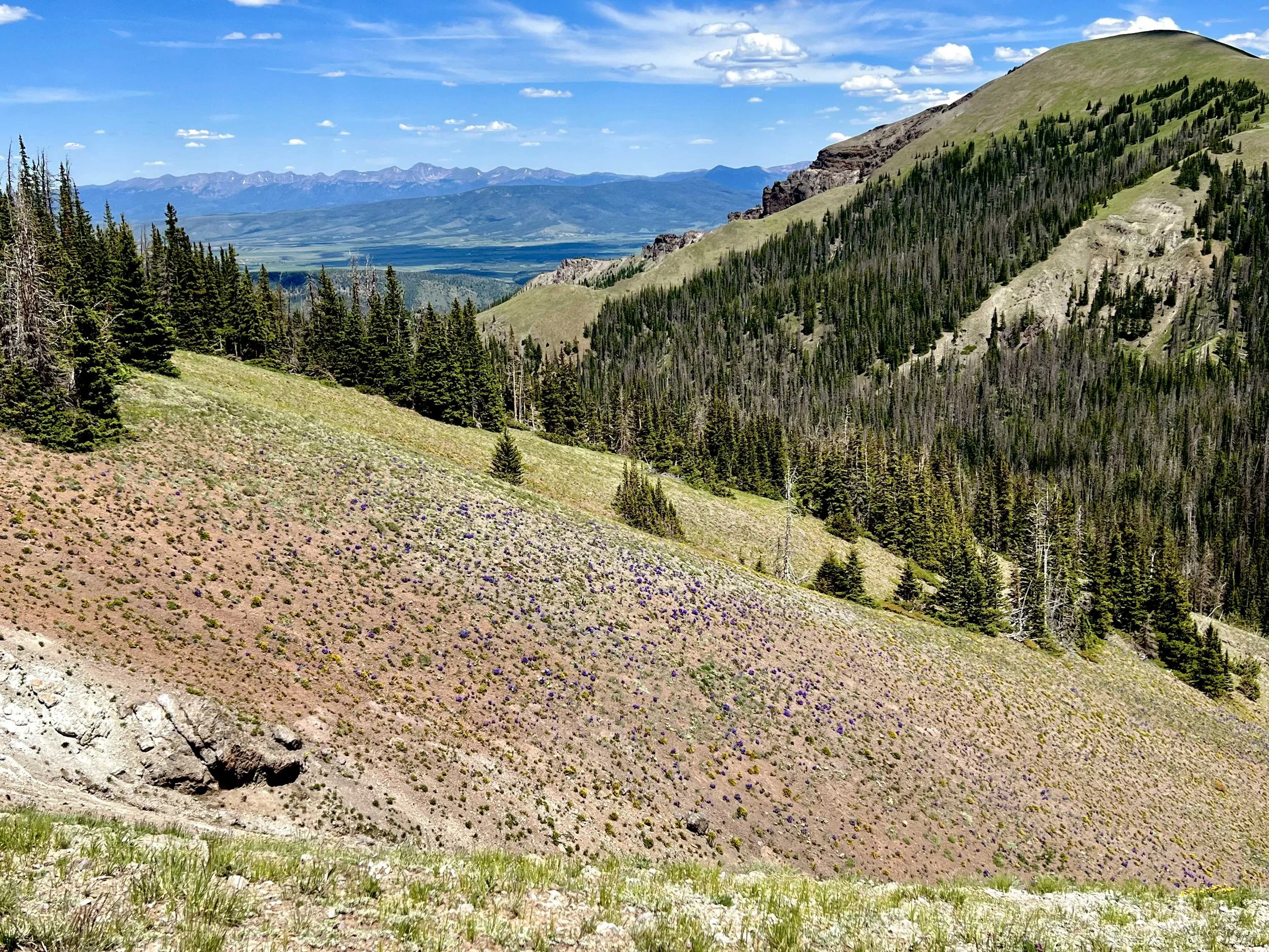  I loved seeing all the purple flowers blanketing the mountainside - it doesn’t look as impressive in the picture but trust me, it was 