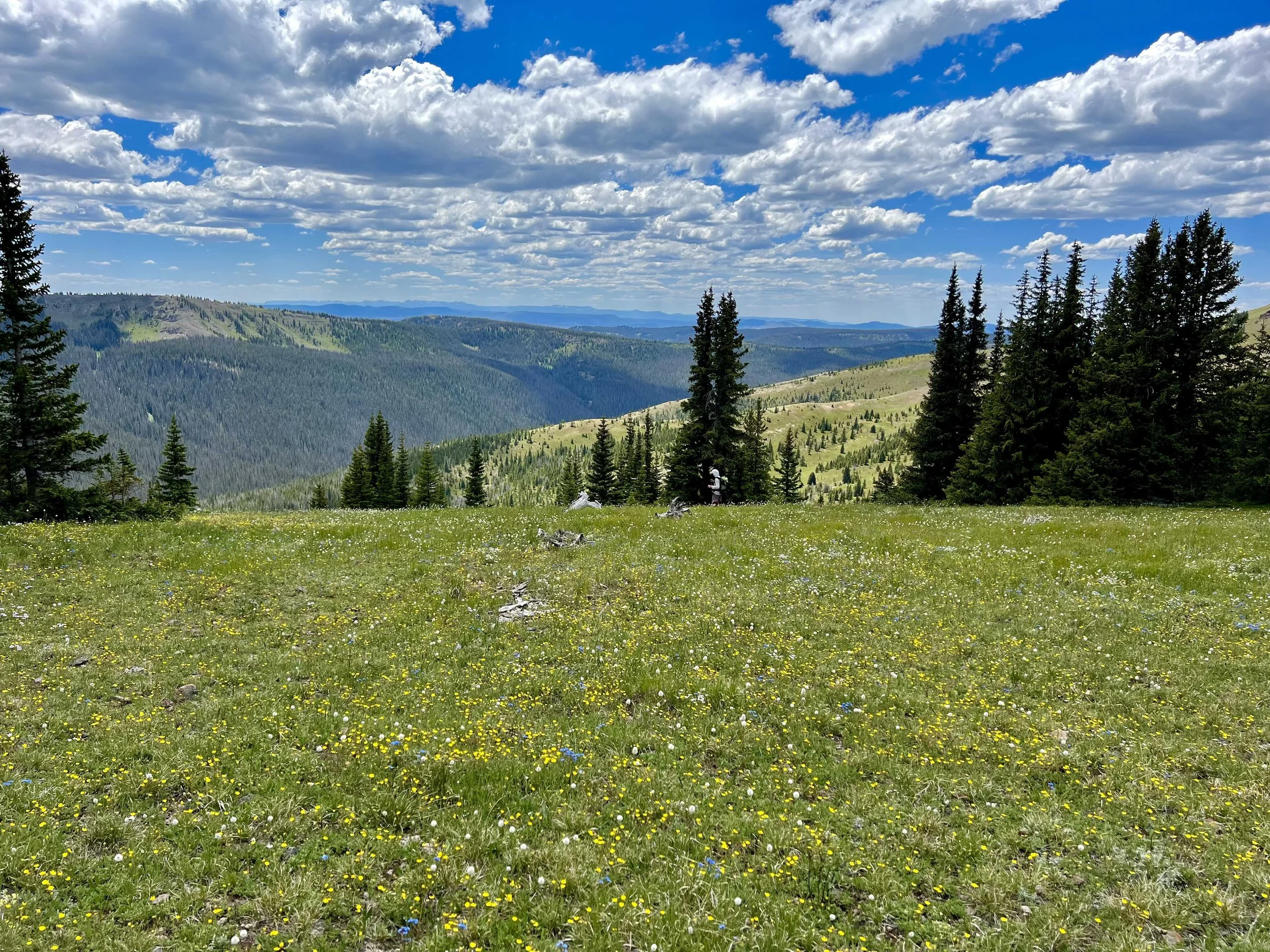  I enjoyed the wildflowers and Nick walking by in the distance 