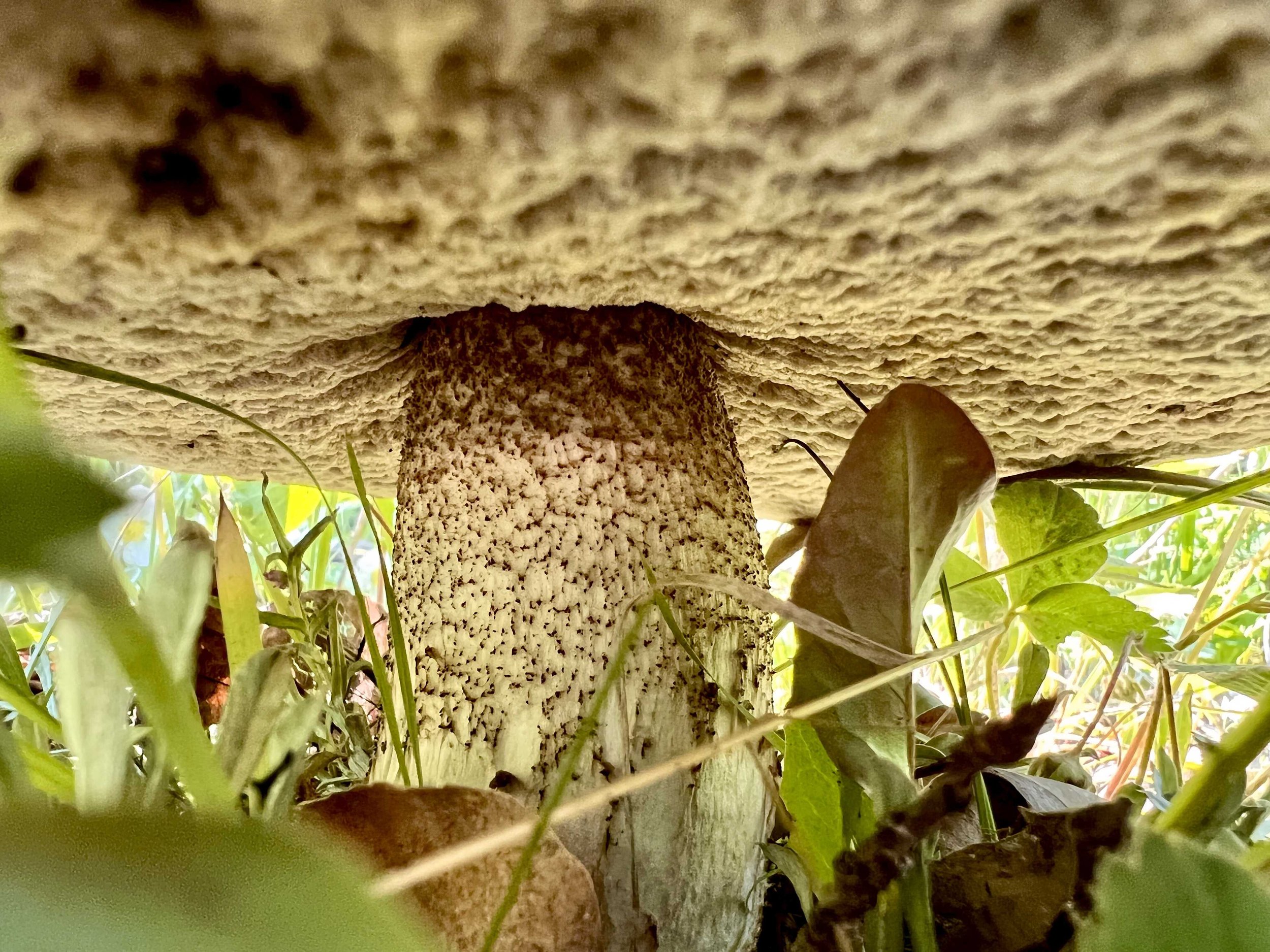  another view under another mushroom 