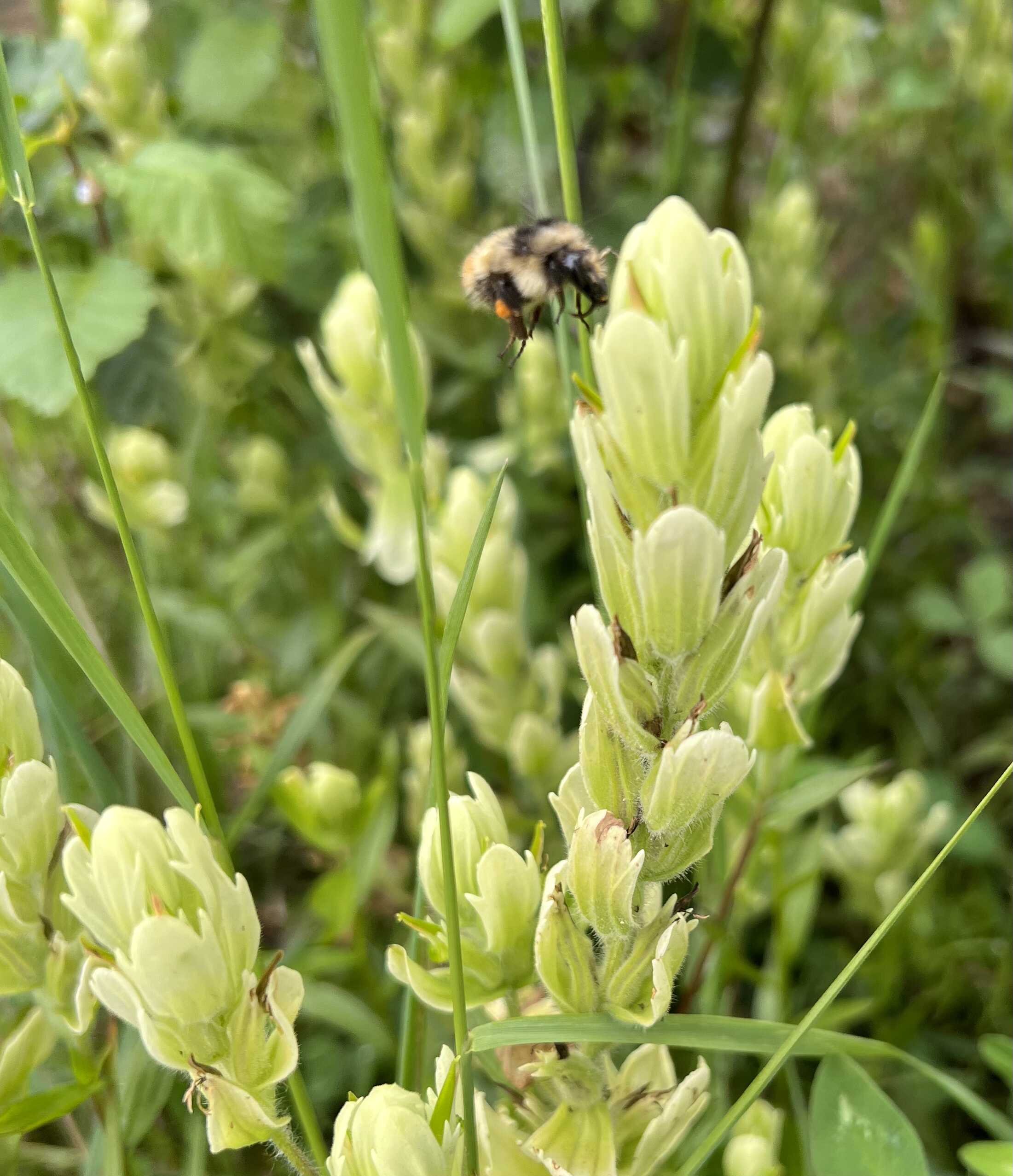  tried to photograph this bee with one hand while purifying water with the other. It didn’t work out as well as I hoped. 