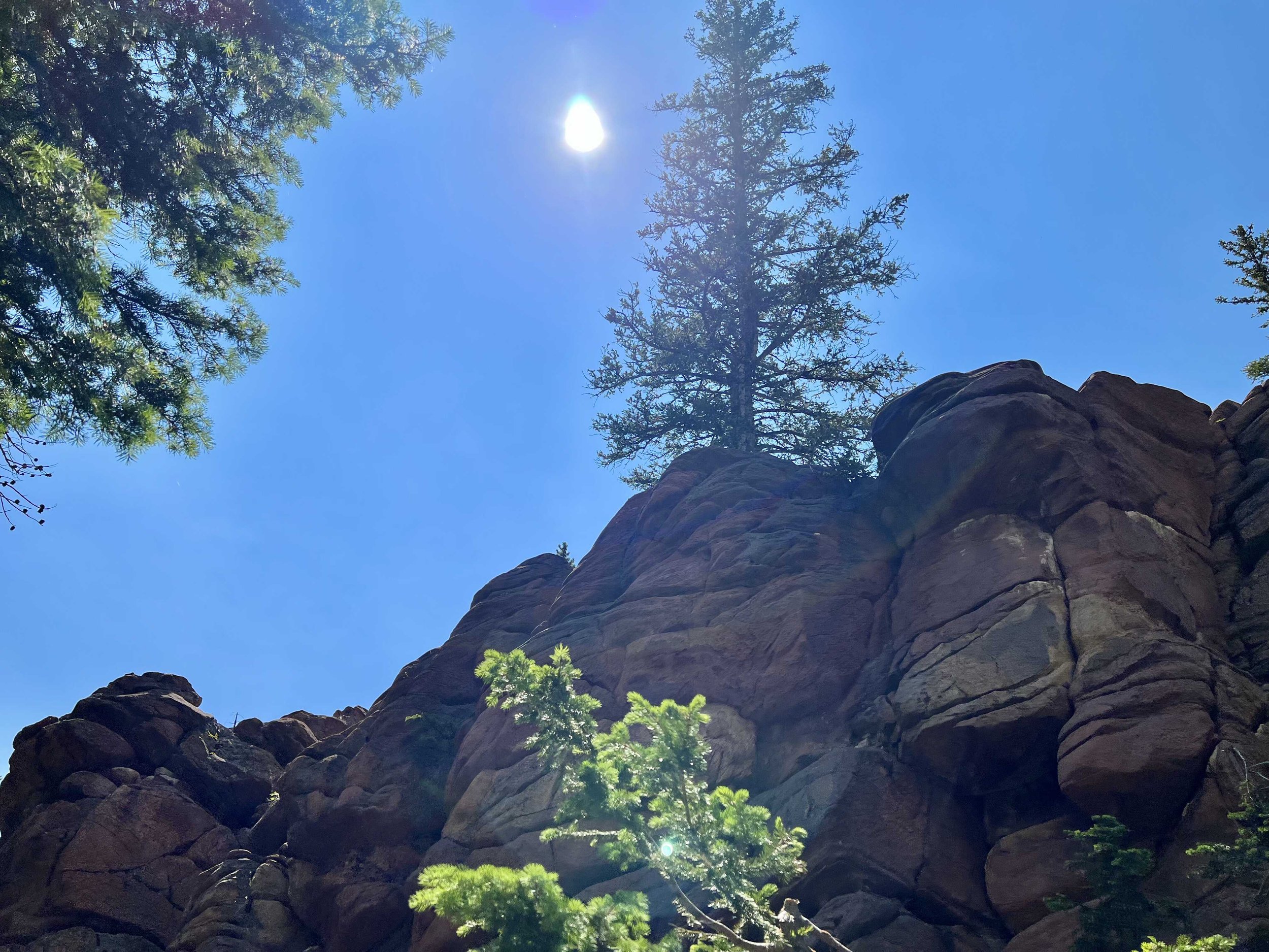  the sun was in a terrible spot but I liked the tree at the top 