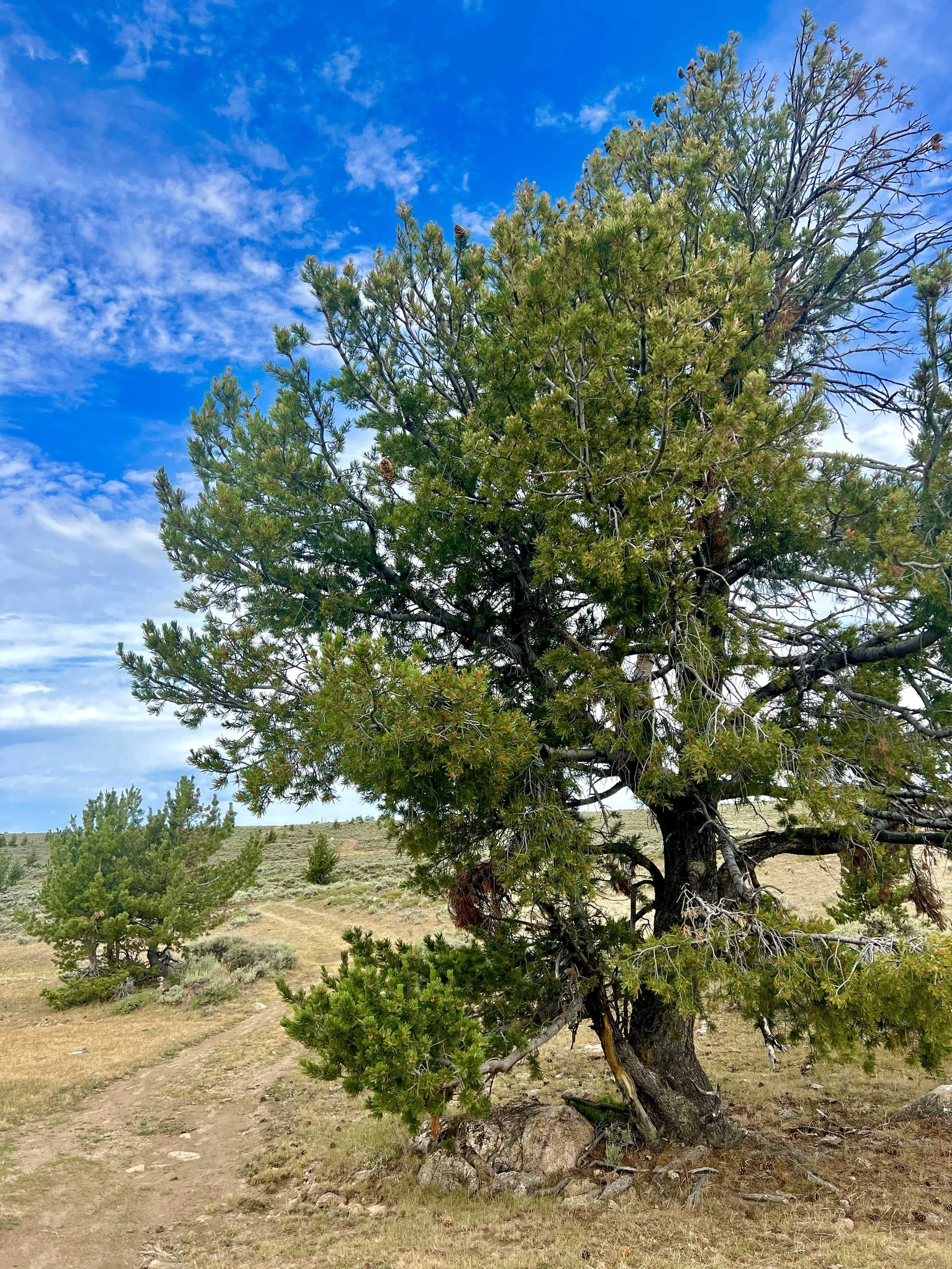  we didn’t need the shade of trees today but they were still lovely 