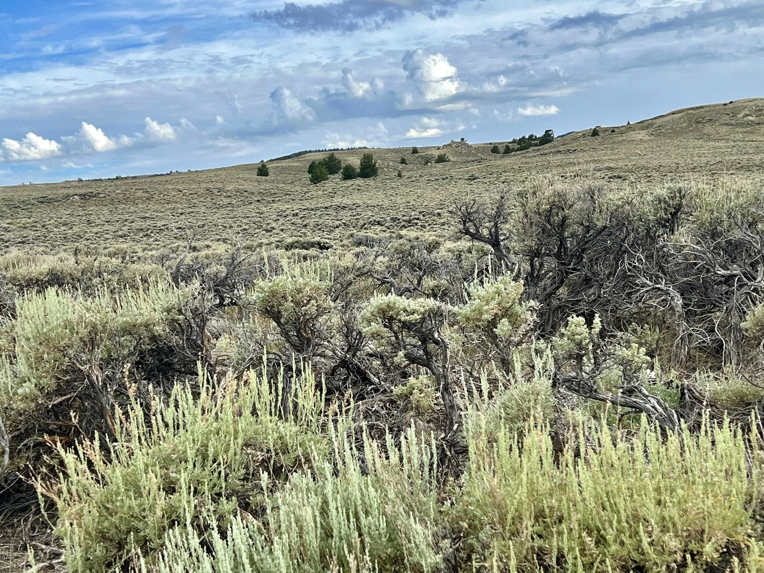  lots of sage 