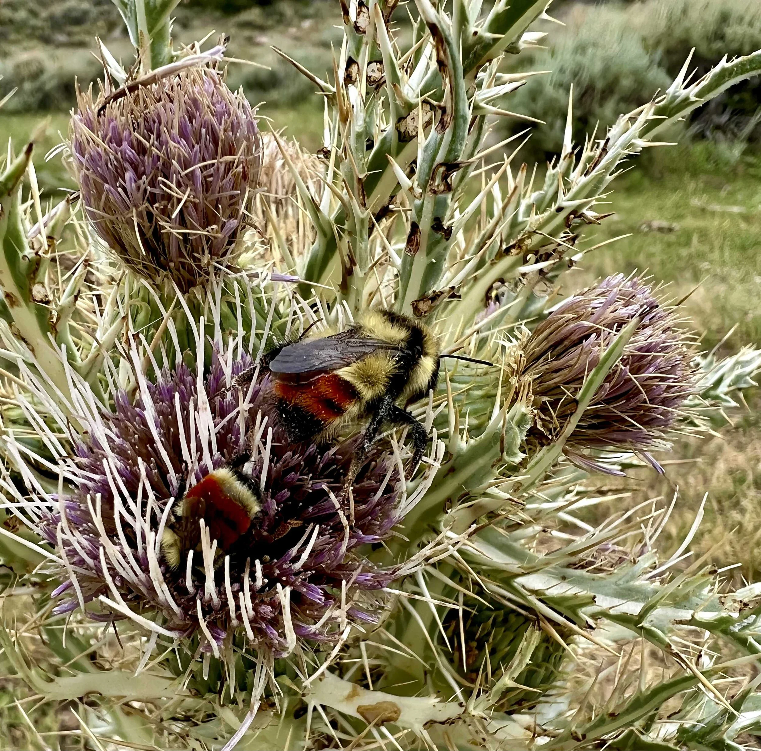  the bees really liked this thistle 