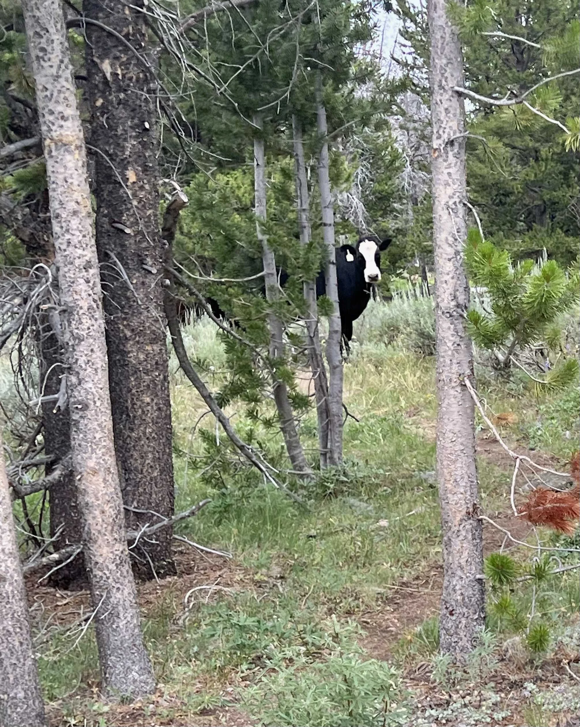  a cute cow peeking at us from behind the tree 