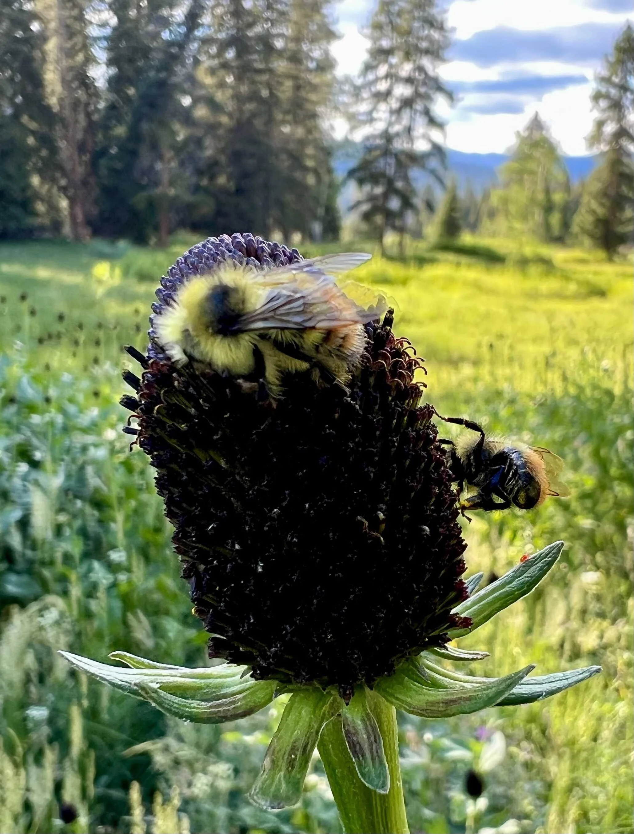  I just love bees 