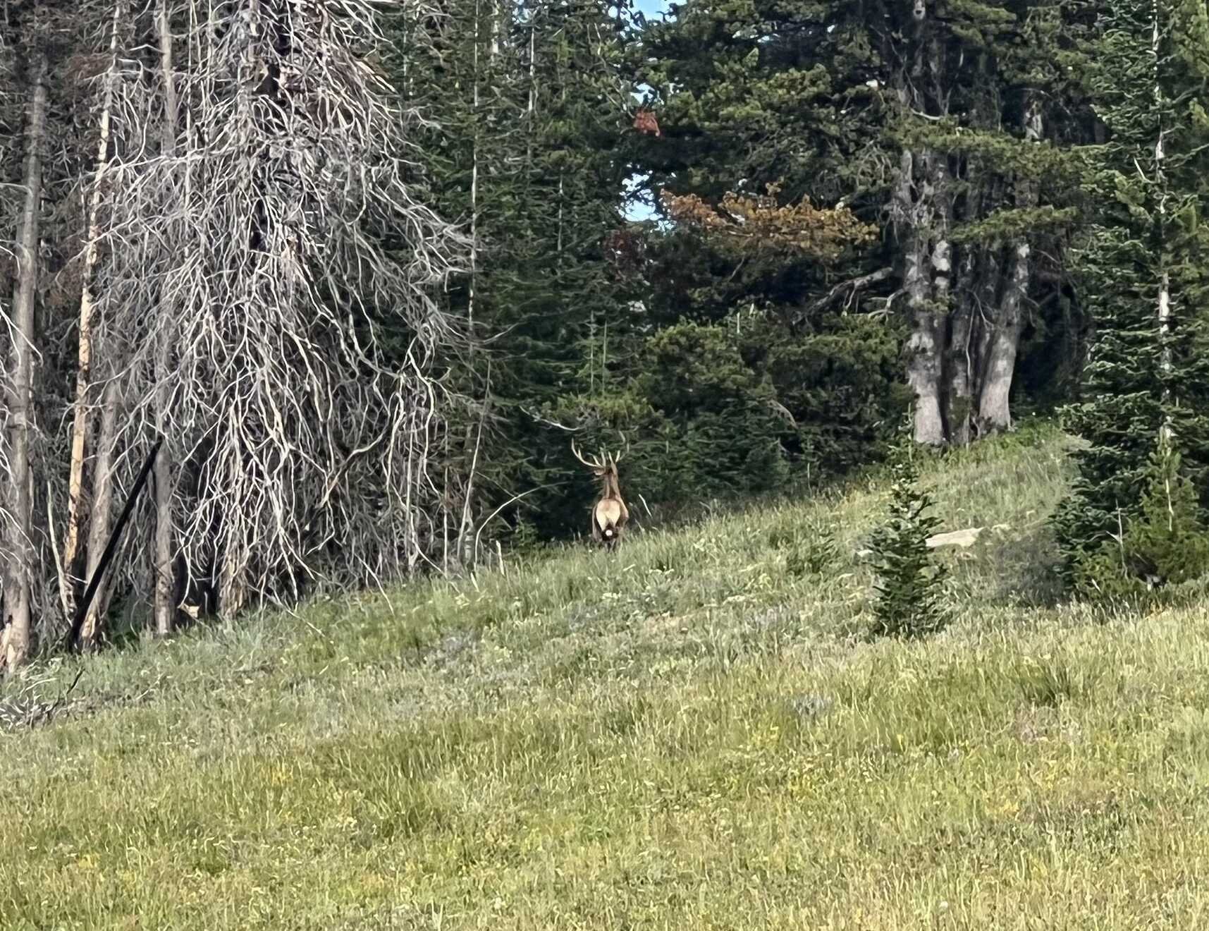  a beautiful elk 