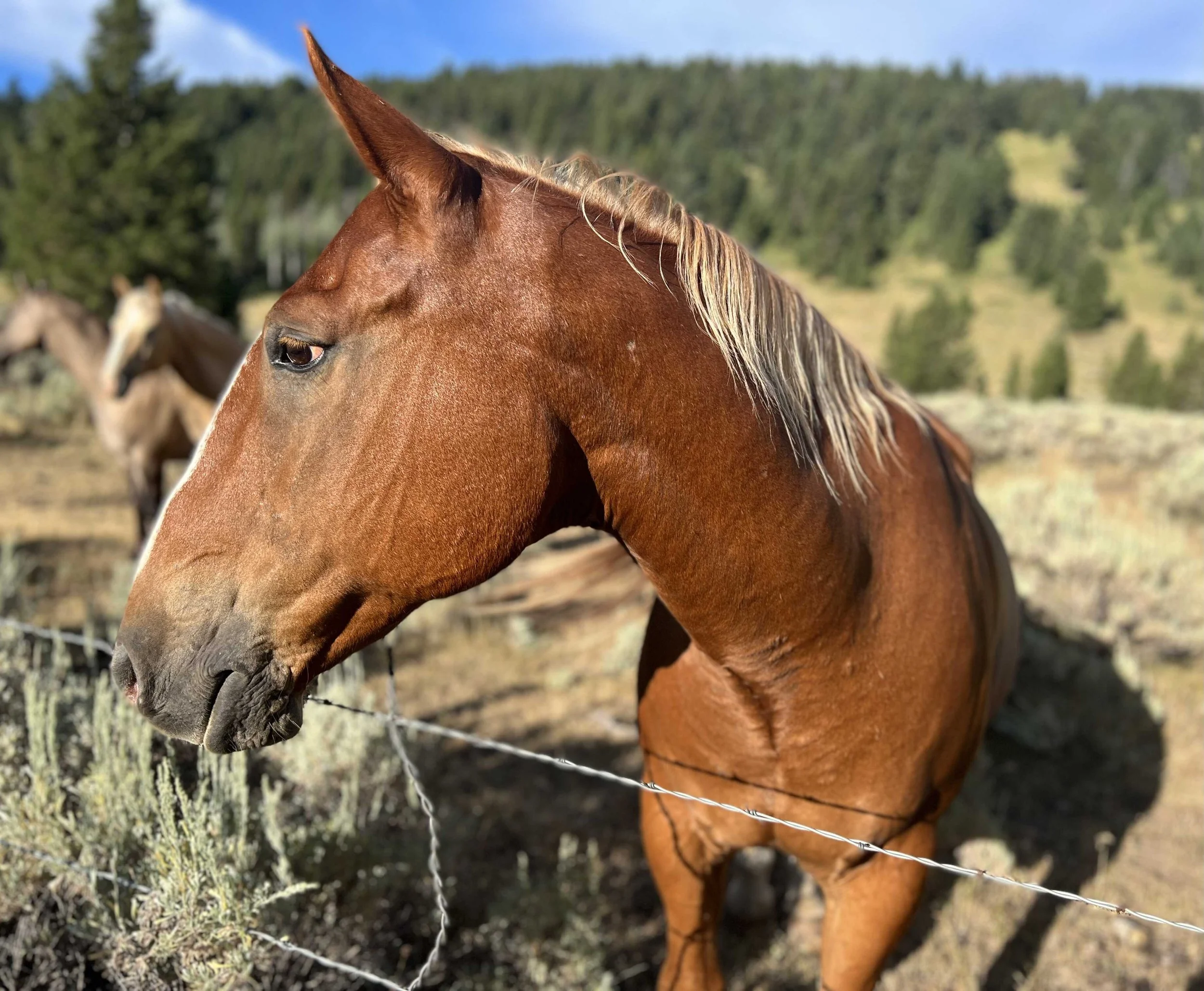  this gentle horse came up to greet me and we had a nice moment - I told her all about how I hated walking on the road and she sympathized 
