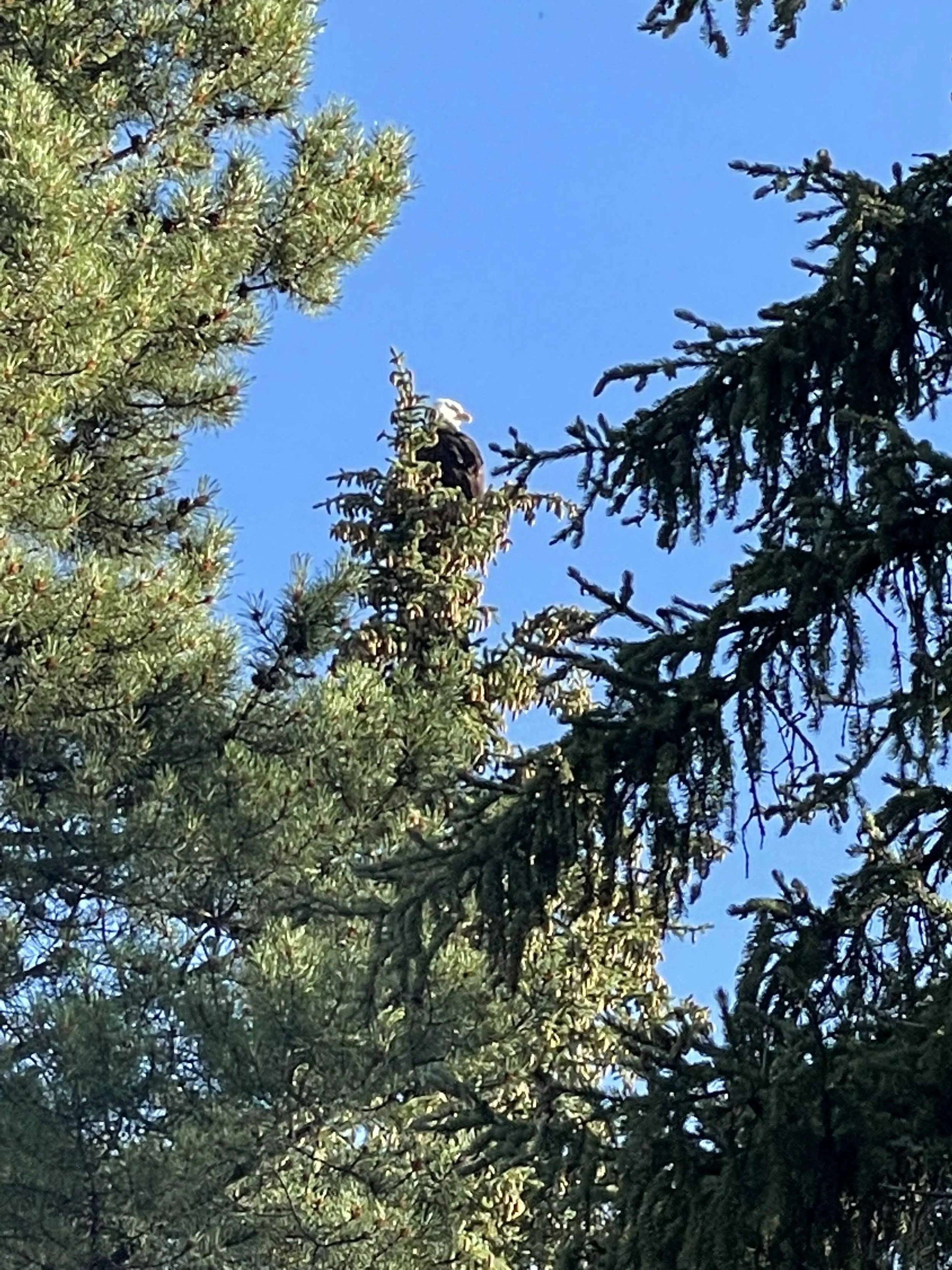  I saw the bald eagle as it was flying away, but Nick saw it in the tree 