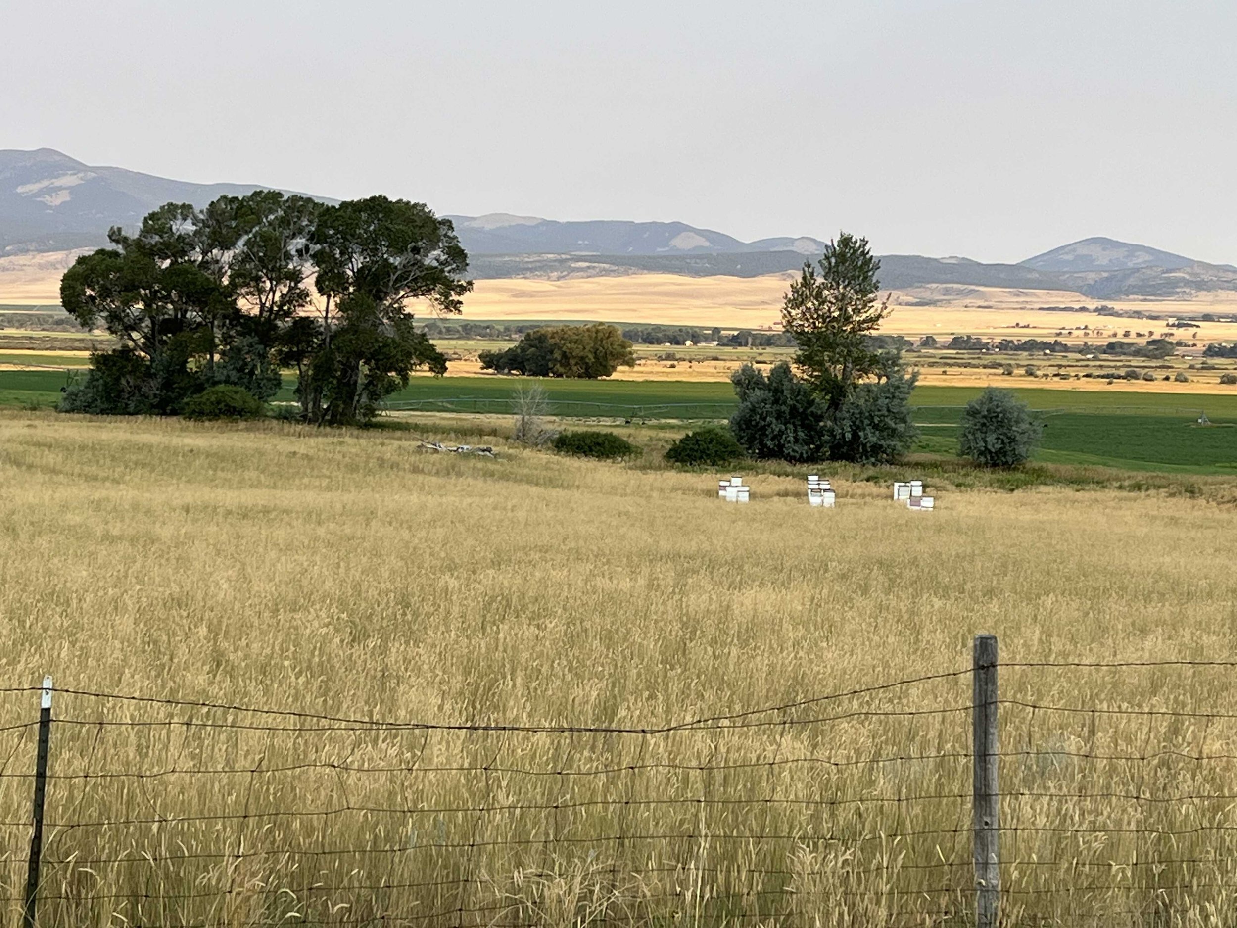 I think those are bee boxes 