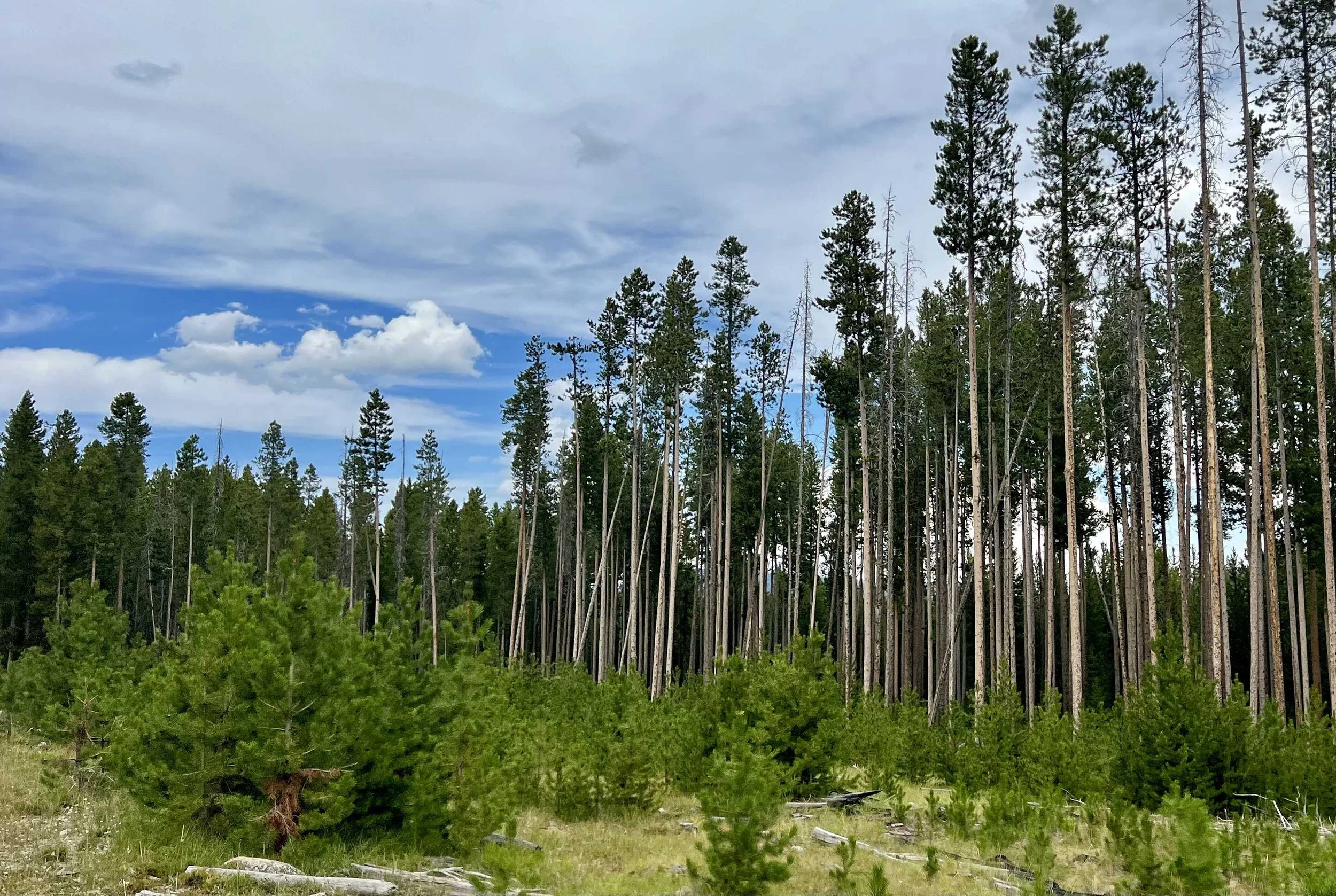  lots of trees 
