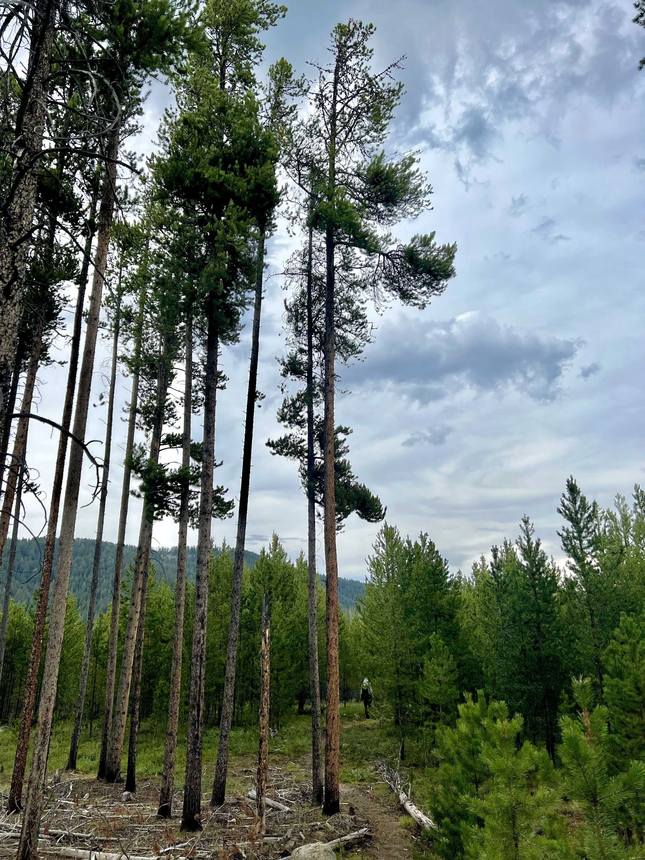  lots of tall trees 