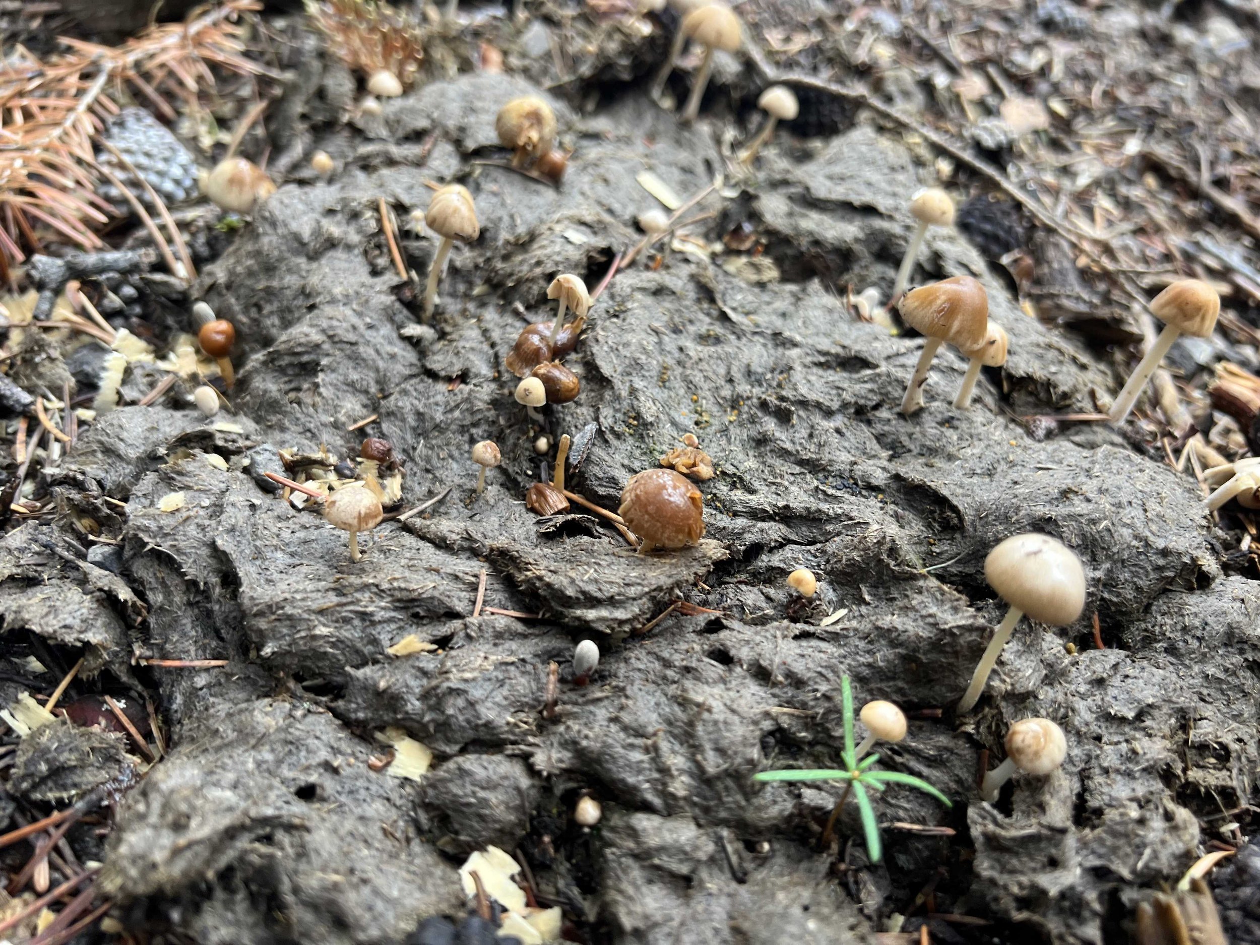  mushrooms growing out of a cow patty - I wonder if they are any good lol 