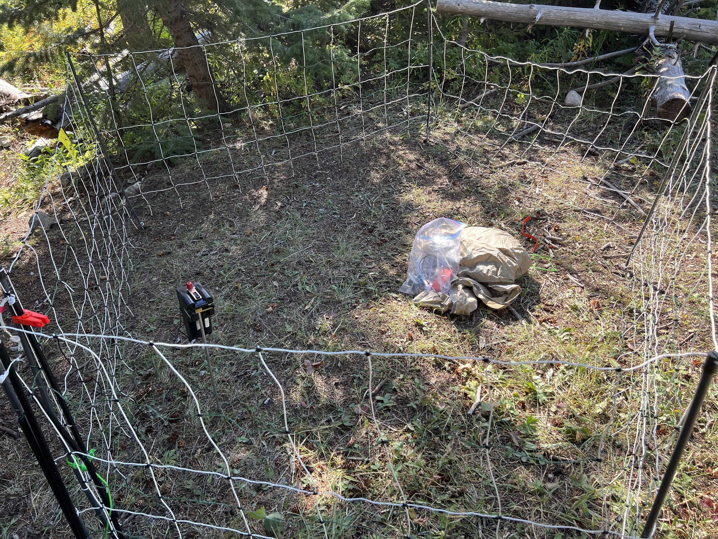  a tiny electric fence to keep bears out, not sure who it belongs to 