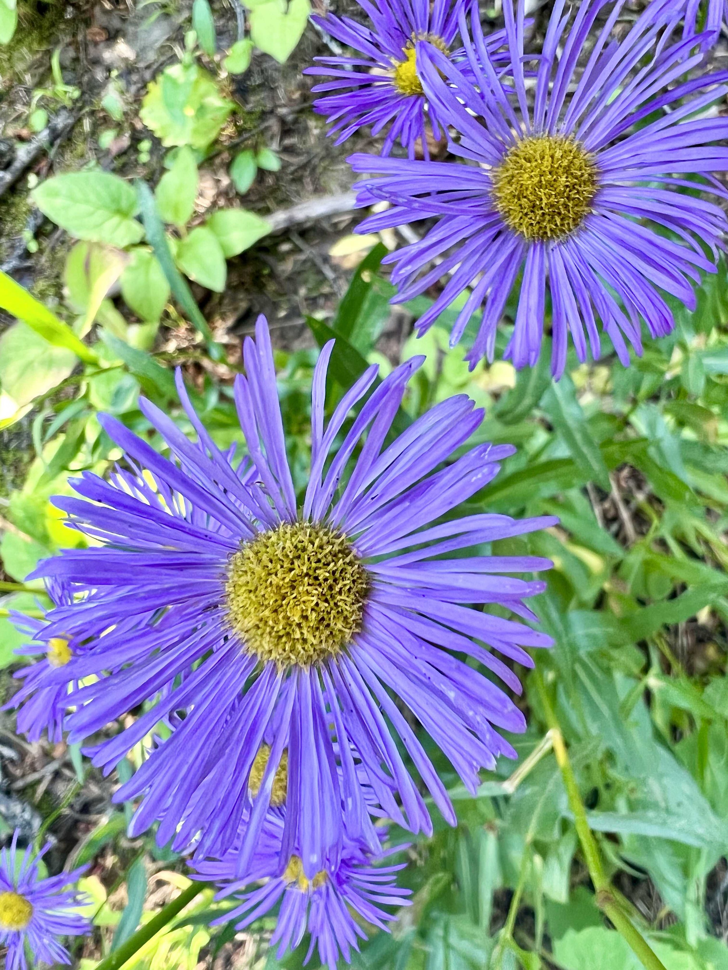  there are still some wildflowers in bloom 