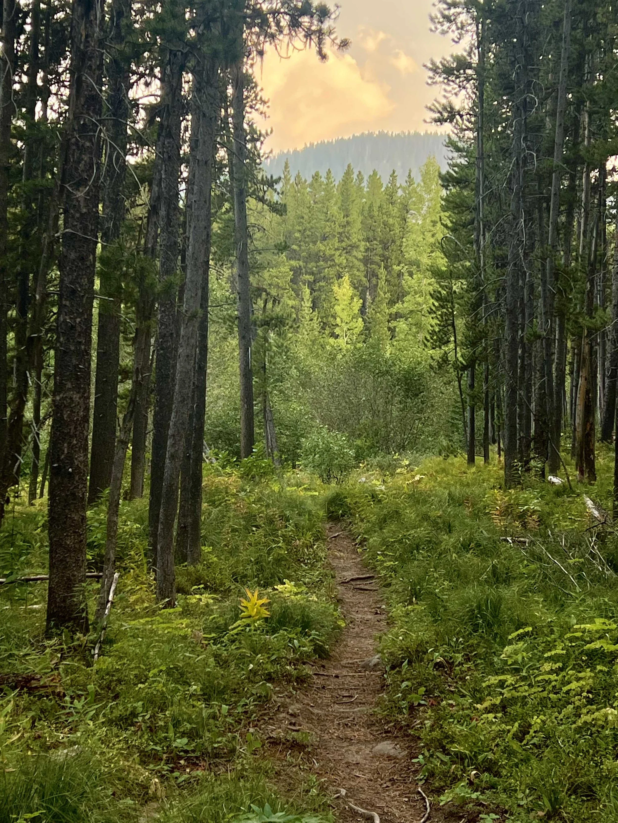  an early morning view 