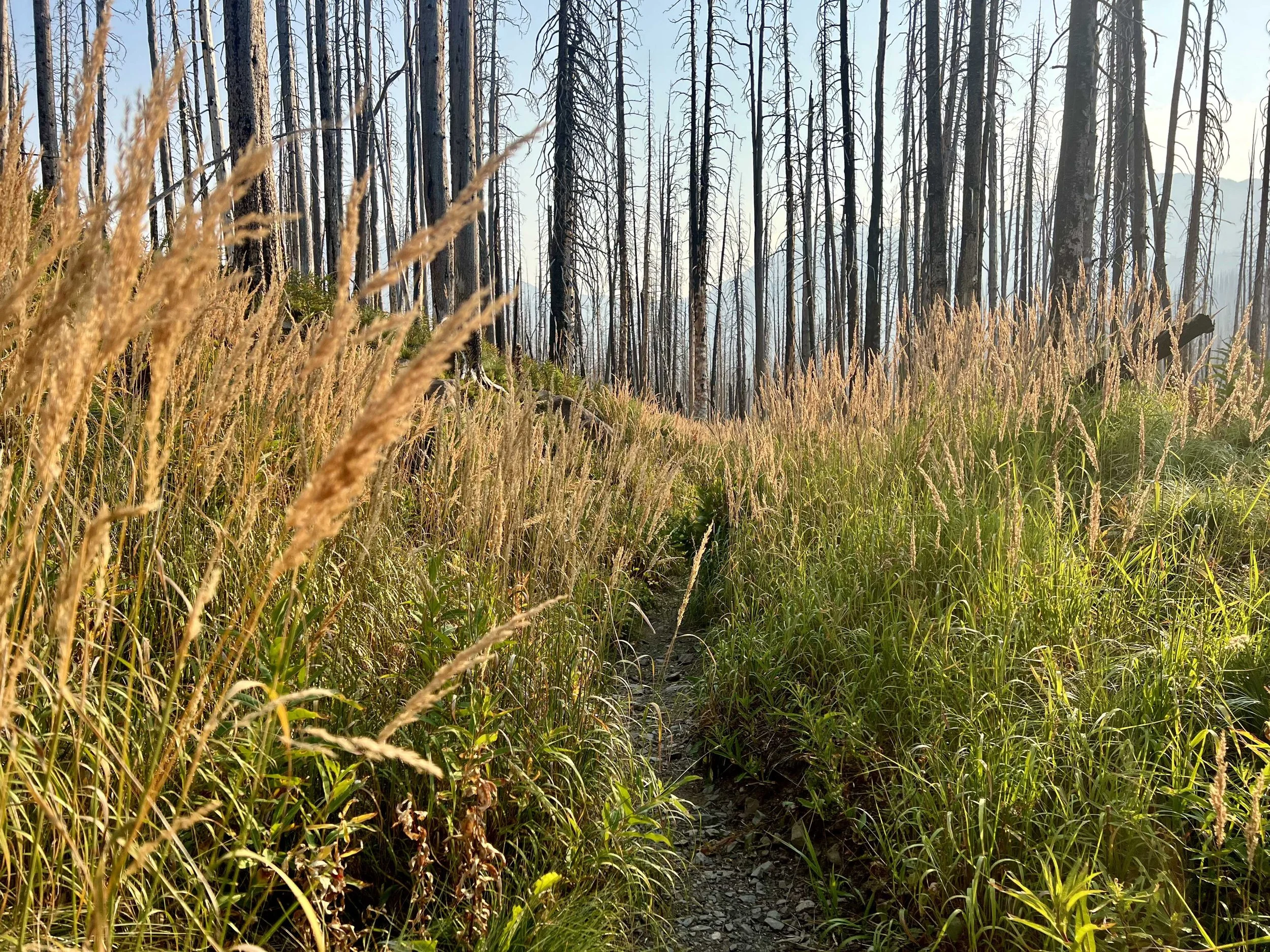  walking through yet another burn area 