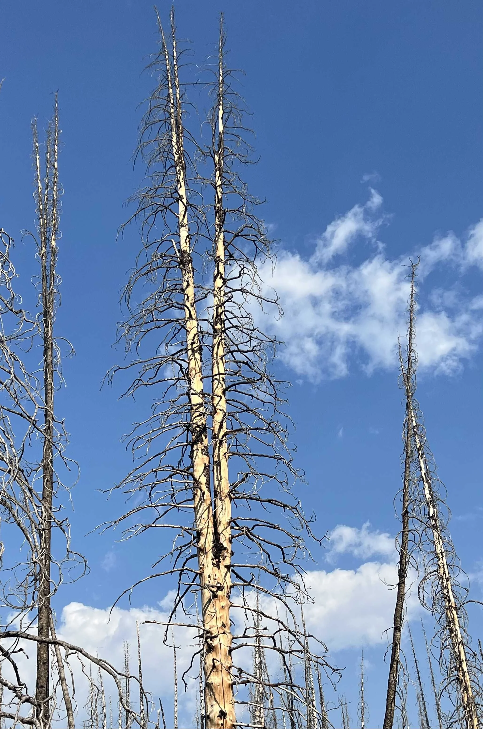  Nick and I both liked how this tree had split twice 