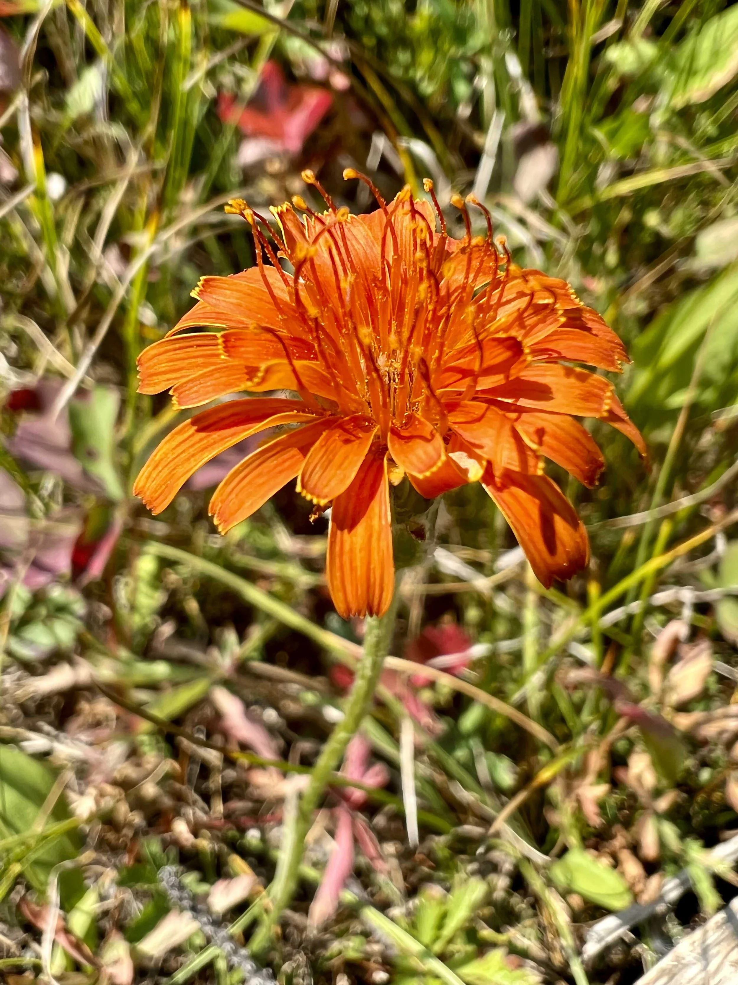 another wildflower 