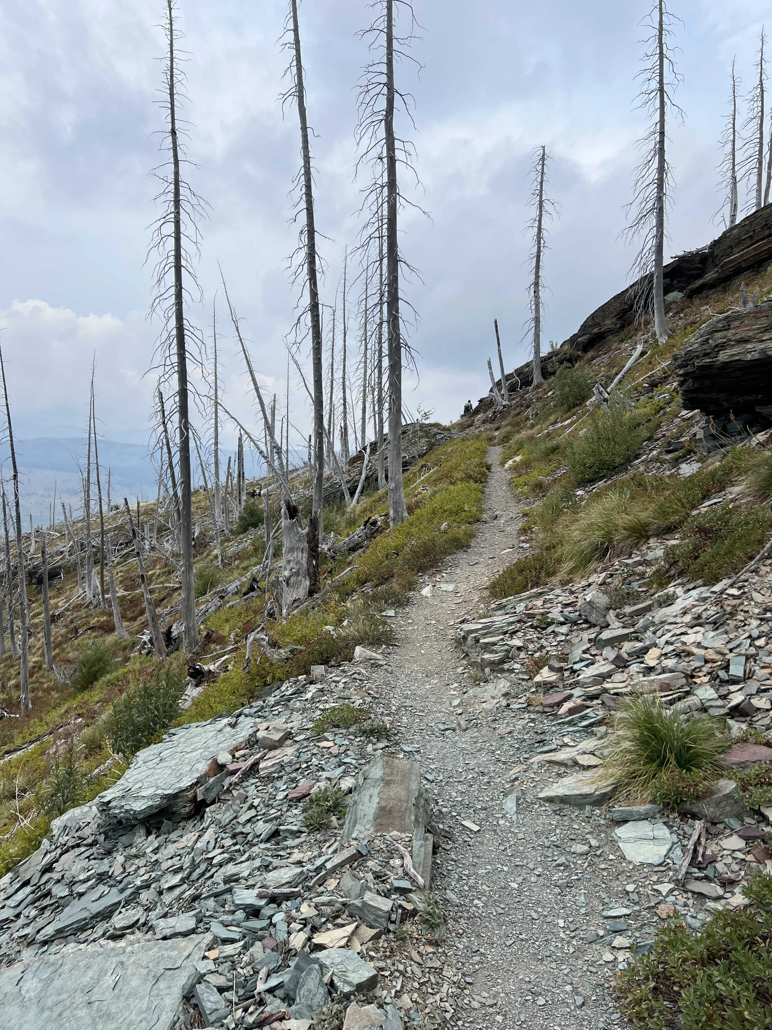  walking through yet another burn area 