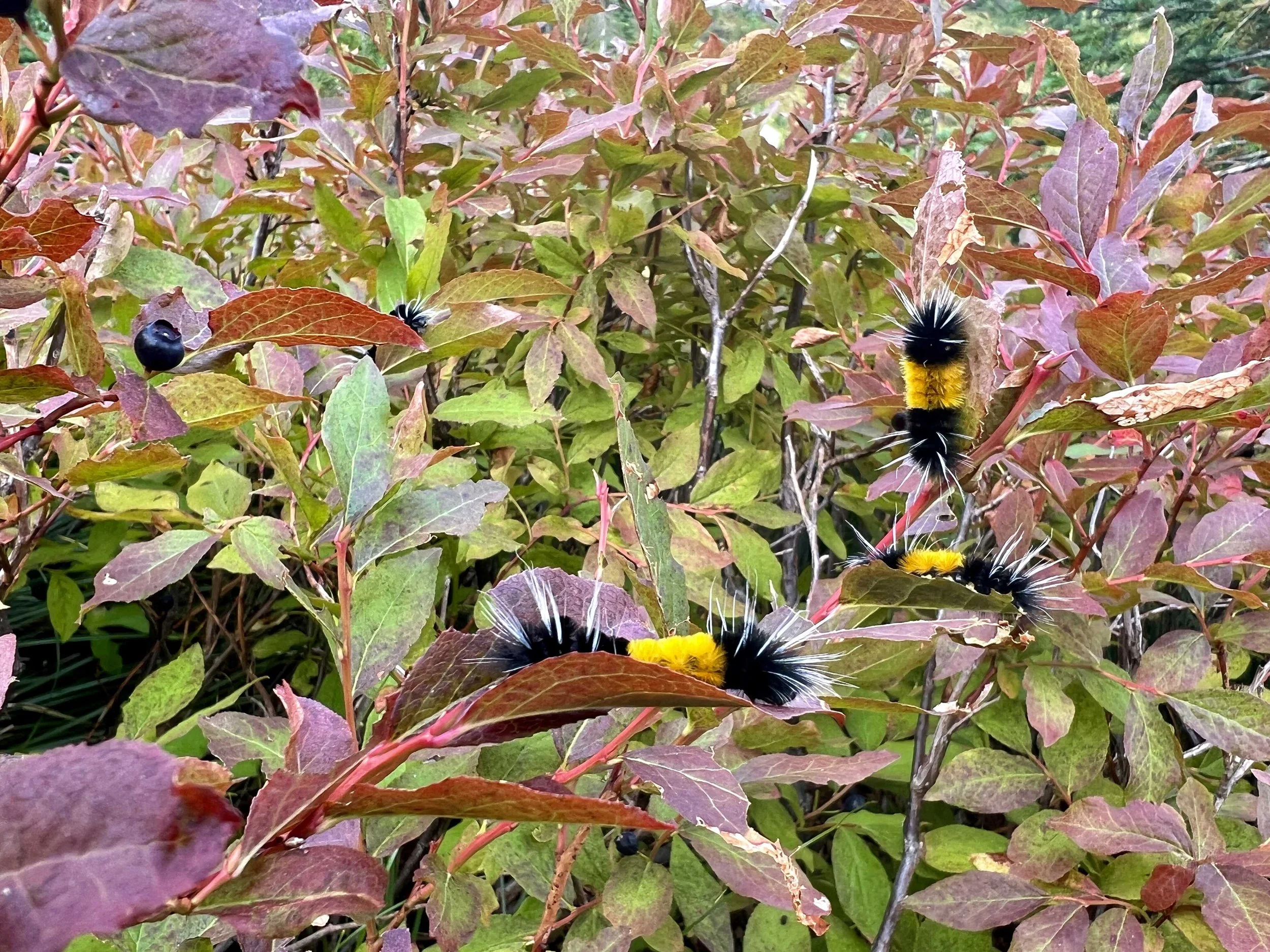  there were so many wooly bears on this huckleberry bush 