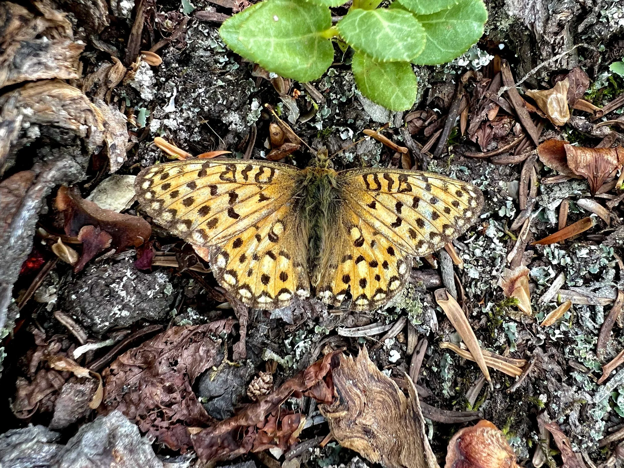  i moved this little beauty from the trail so it wouldn’t get stepped on 