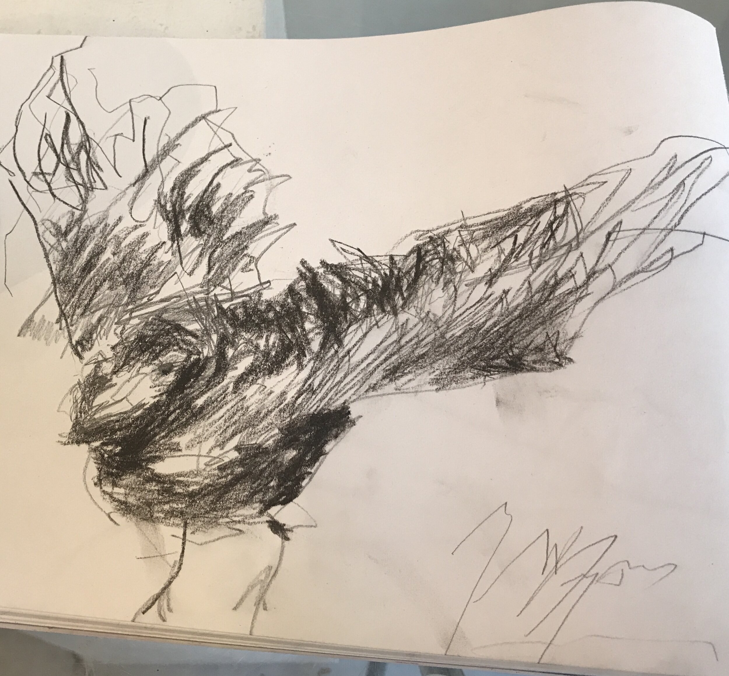 BLACK BIRD - sketch