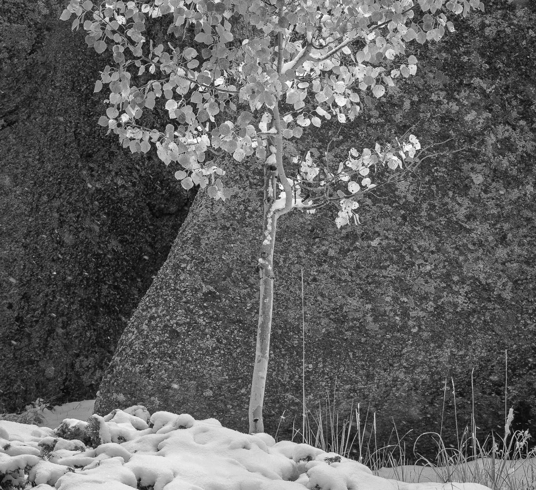 Aspen Sapling, Wyoming