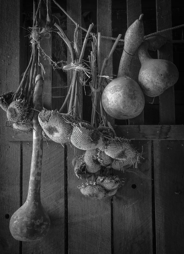Dried Gourds and Sunflowers