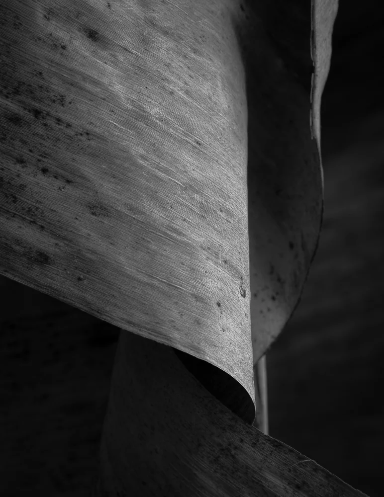 Winter Banana Leaf