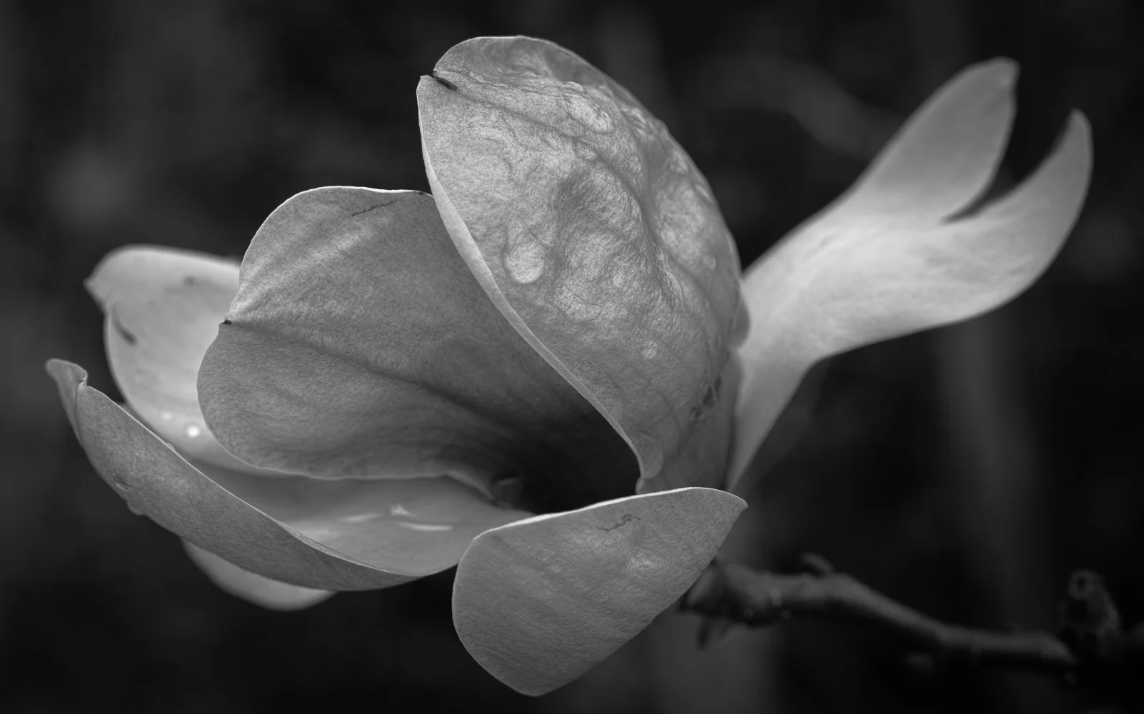 Saucer Magnolia