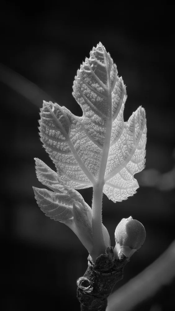 New Leaf