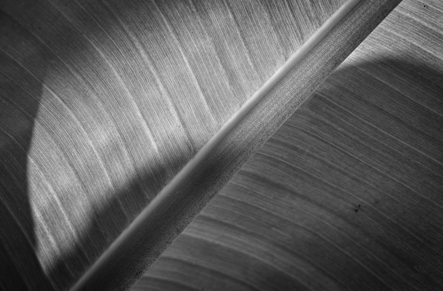 Summer Banana Leaf