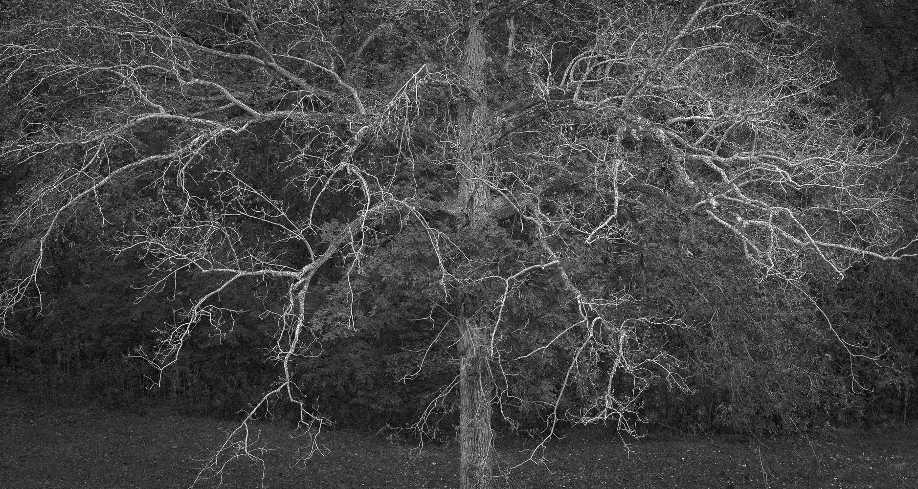 Pecan Tree, Mississippi