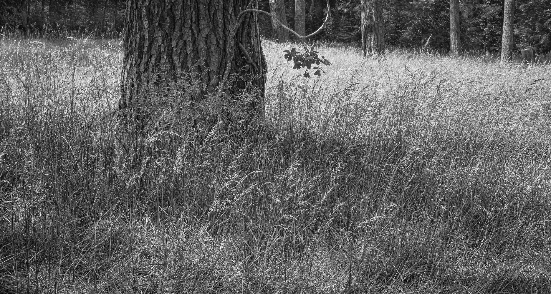 Roadside Grasses, Mississippi