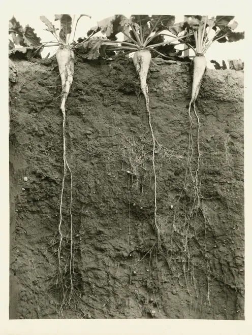 sugar beet ground.webp