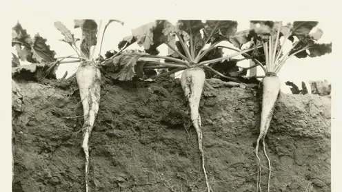 sugar beet ground.webp