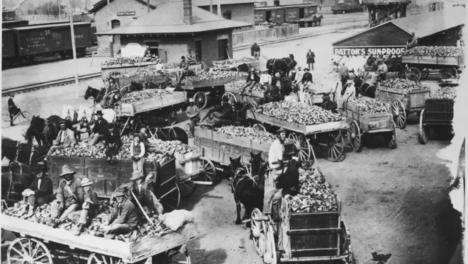 farmers sugar beet farm.webp