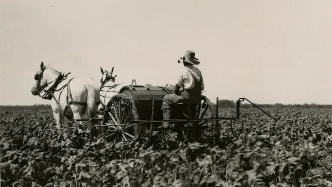 sugar beet farmer.webp
