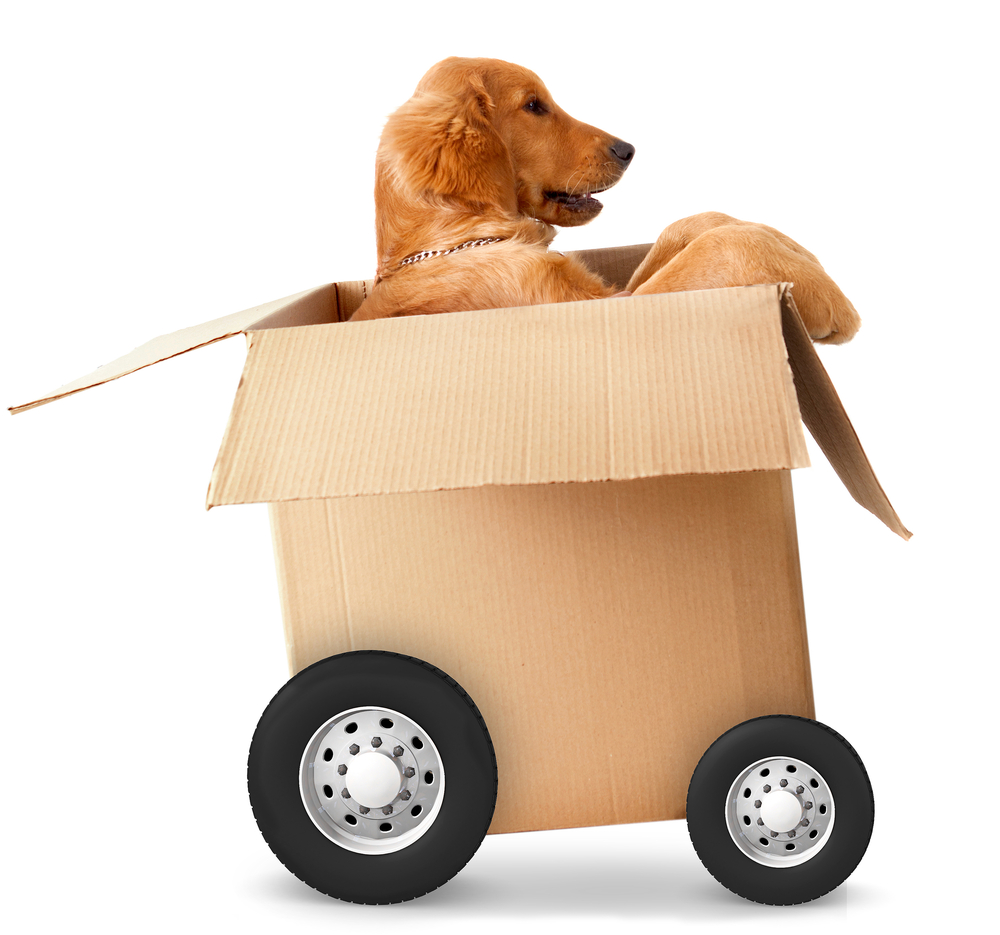 A dog in a moving box ready to go!
