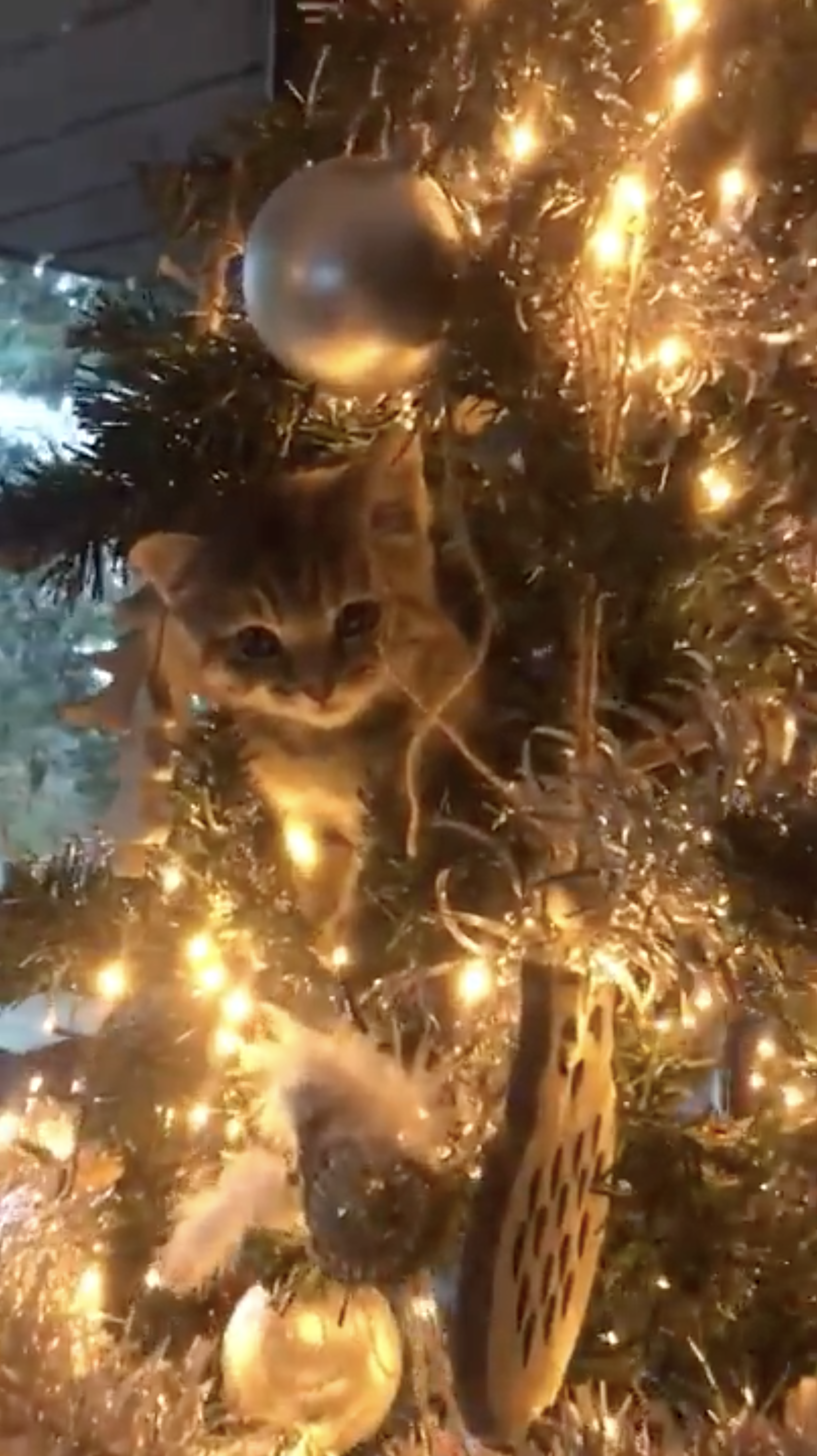 kitten tree vertical close.png