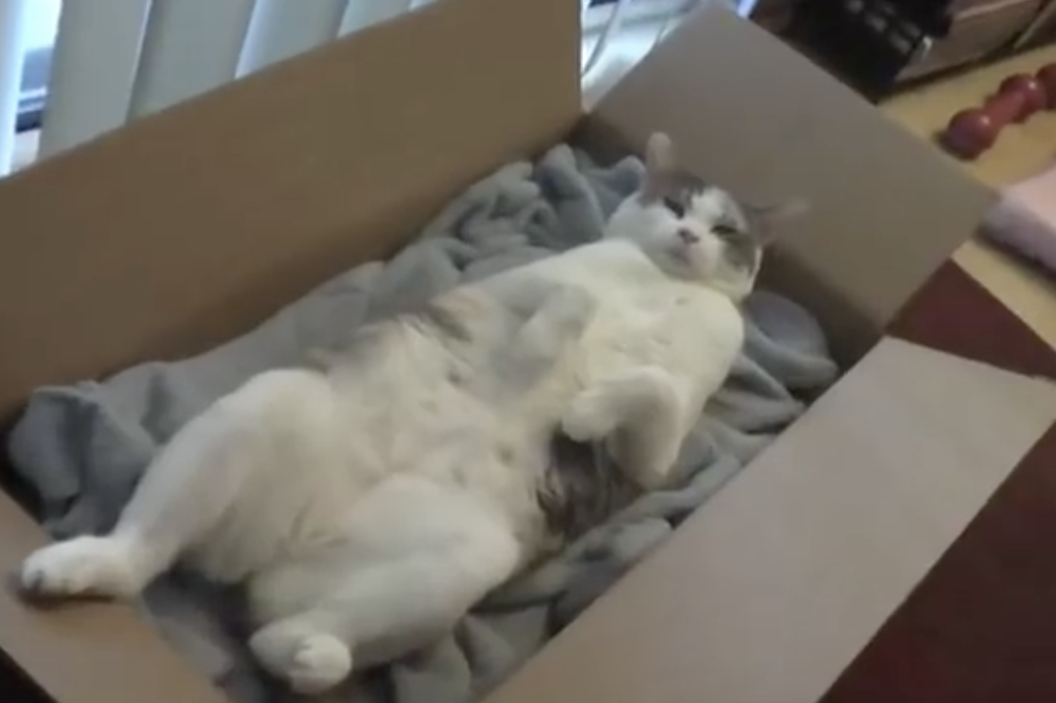 lazy cat box.png