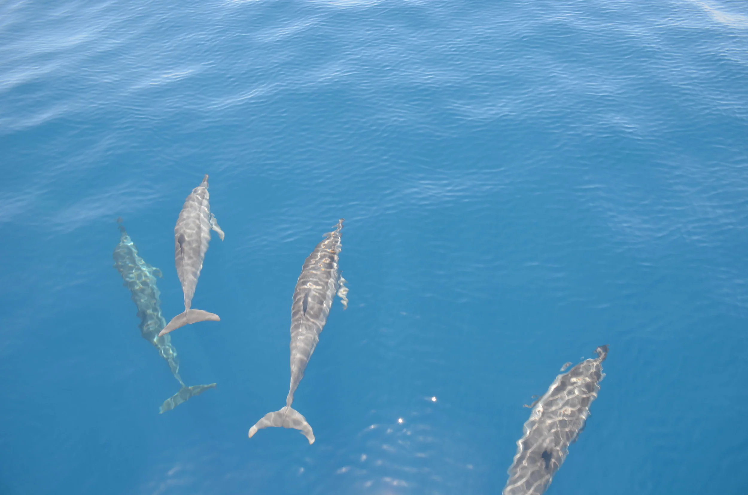 生態賞鯨，花蓮必去行程