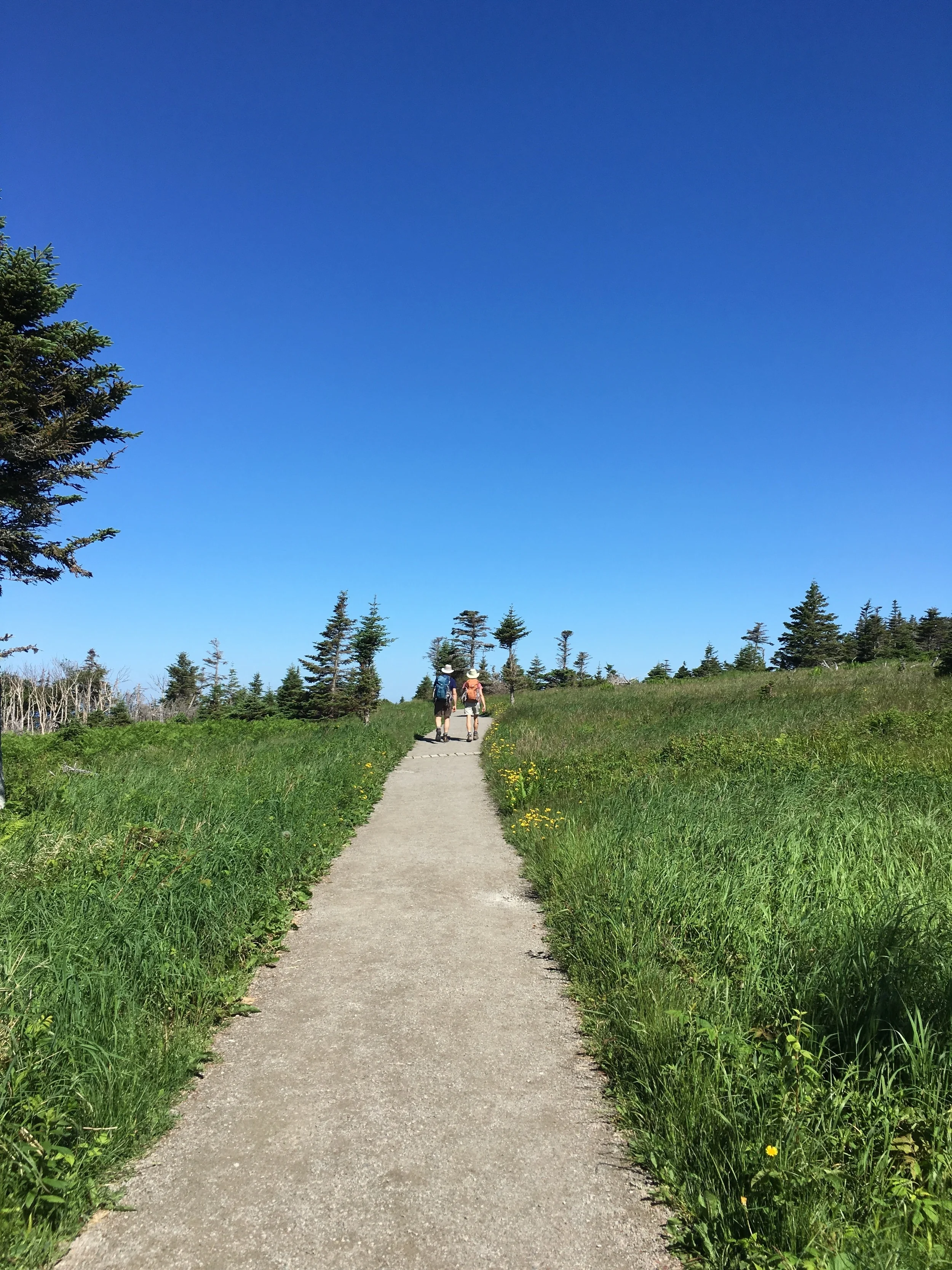 Walking path on the Skyline Trail