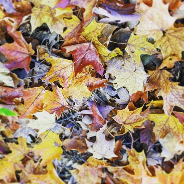 🍂Leaf Me Alone 🍂 #fall #leaves #colors #park #autumn #littlethings #naturelover